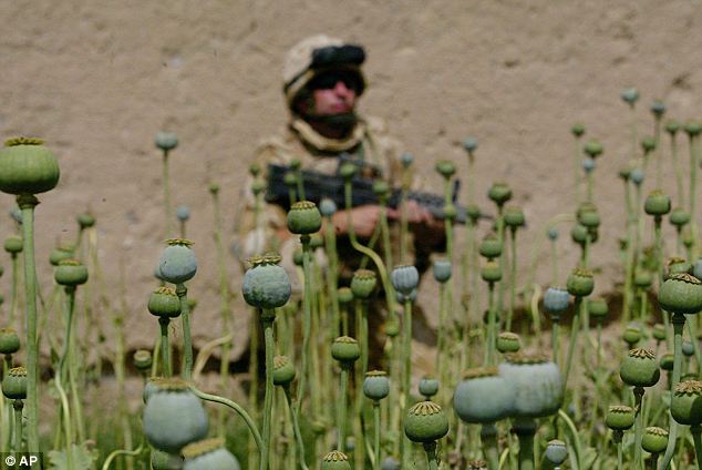 A British soldier patrols a poppy field in Helmand: New figures released by the UK show that production of the raw material for heroin has tripled in the years British forces have been fighting in Helmand province