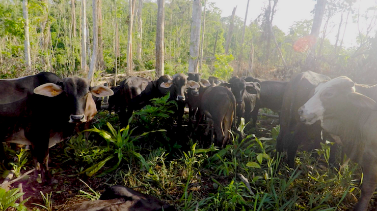 A picture containing grass, outdoor, tree, cow
Description automatically generated