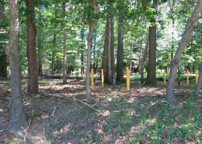 A picture containing tree, outdoor, plant, forest

Description automatically generated