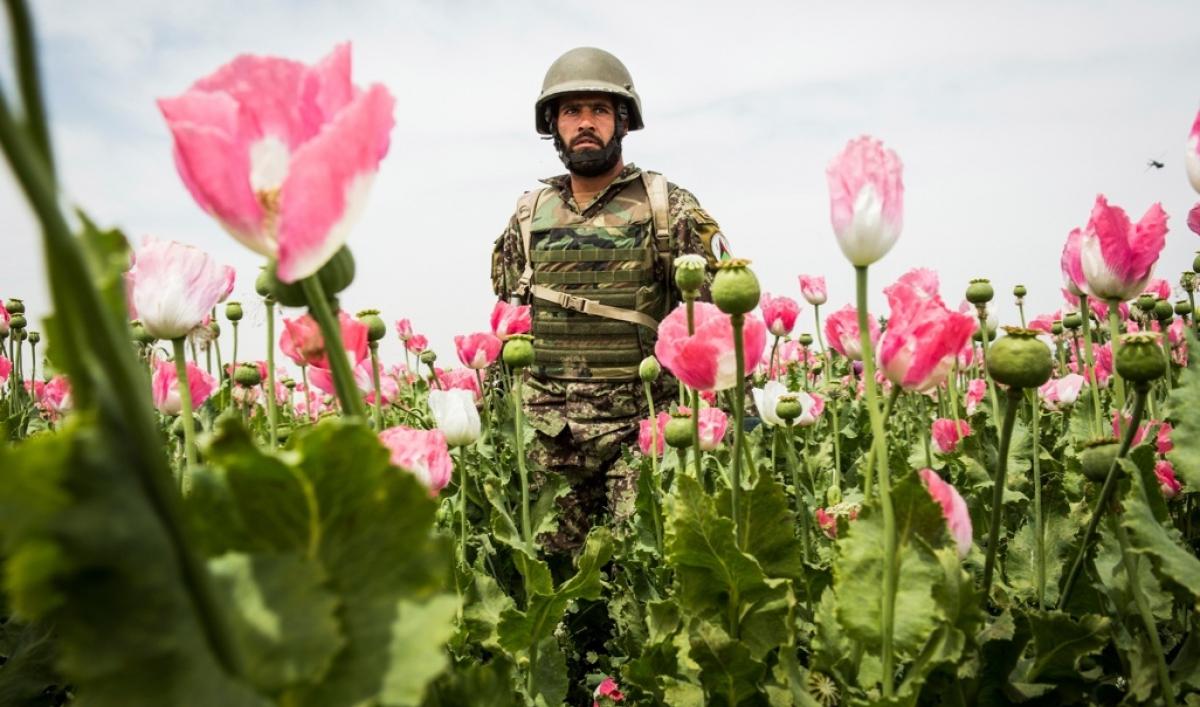 Afghanistan: The rise of a narco state | The World from PRX