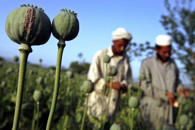 Afghan drugs trade rises dramatically since overthrow of Taliban | Arab News