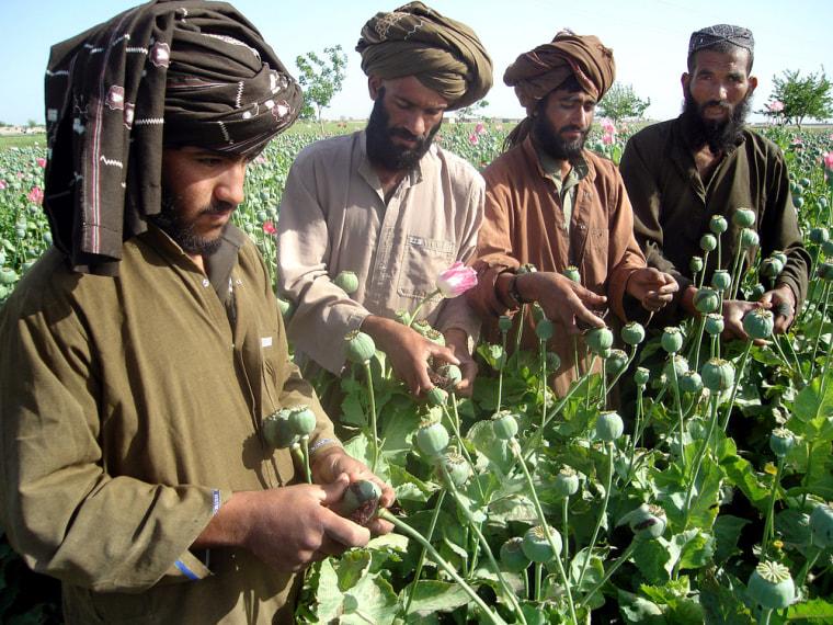 Afghans collect resin from poppies on a poppy field in Lashkar Gah, south of Kabul, Afghanistan, on Monday. Afghanistan is one of the top producers of opium in the world.