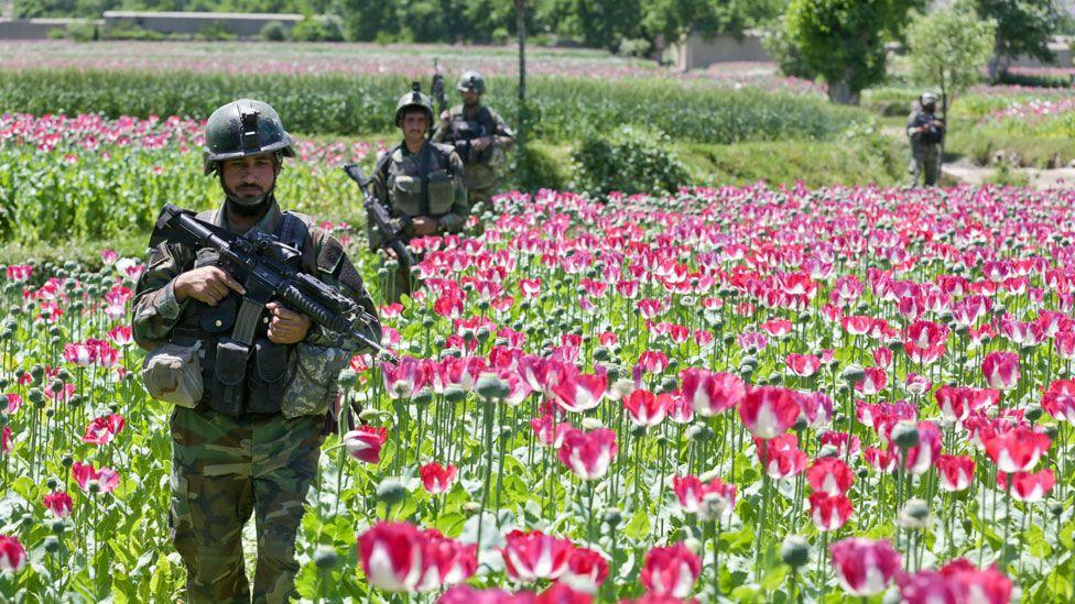 How the US military's opium war in Afghanistan was lost - BBC News