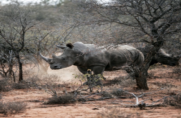 A Detective Pursued Rhino Poachers. Now He's Dead. - The New York Times