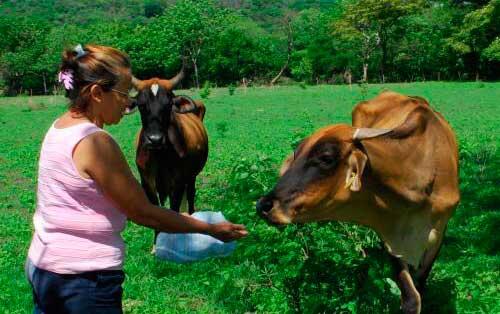 A person petting a cow

Description automatically generated with medium confidence