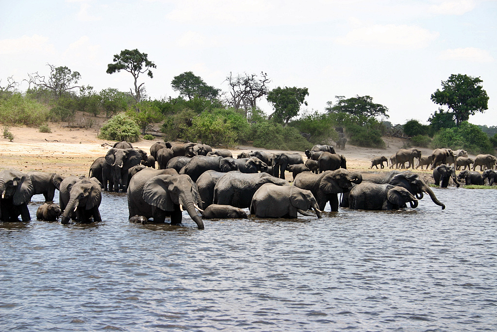 Kavango–Zambezi Transfrontier Conservation Area - Wikipedia