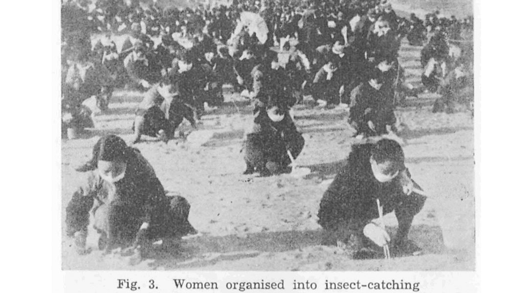 Korean War, insects, biological weapons, women