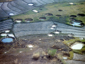 A picture containing grass, outdoor

Description automatically generated