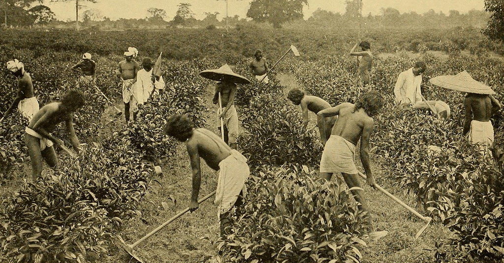 Assam Tea’s Twisted History