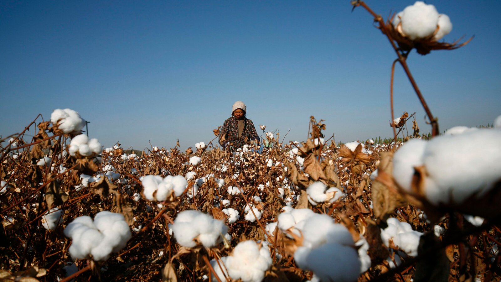 U.S. May Ban Cotton From Xinjiang Region of China Over Rights Concerns -  The New York Times