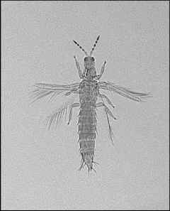 A close-up of a bug

Description automatically generated with medium confidence