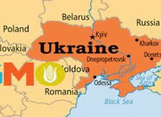 War Within the War: The Fight Over Land and Genetically Engineered Agriculture