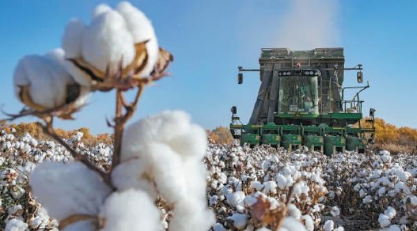 Boycott of Xinjiang cotton use opposed | Nation | China Daily