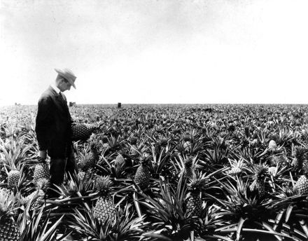 James Drummond Dole “The Pineapple King” — Jamaica Plain Historical Society