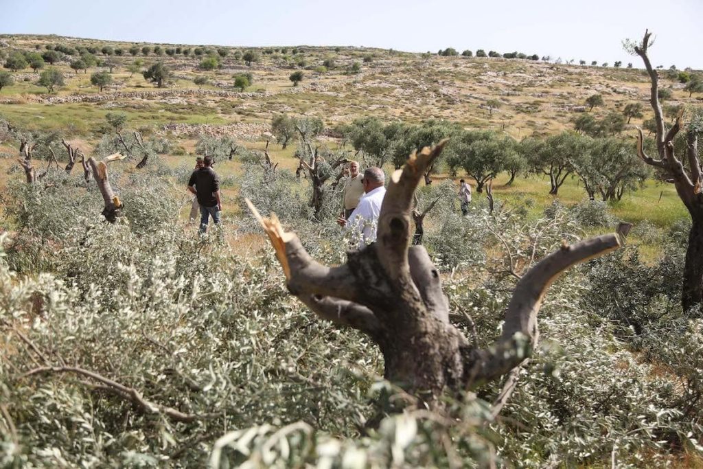 Palestinian farmers inspect the damage done to their olive trees by Israeli settlers [Issam Rimawi/Anadolu Agency]