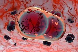 A red and black cell

Description automatically generated