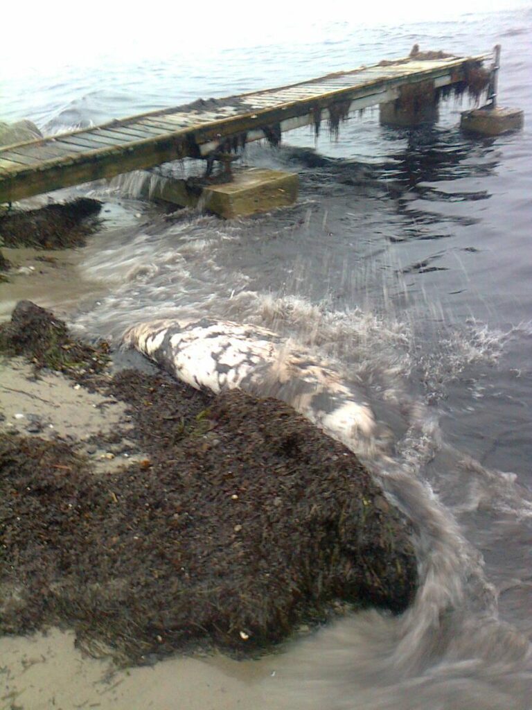 C:\Users\Ron Ridenour\Pictures\From the Bench\seal dead by bridge.jpg