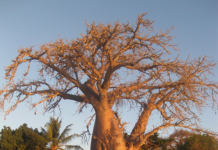 What is Happening in Mozambique?