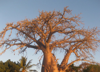 What is Happening in Mozambique?