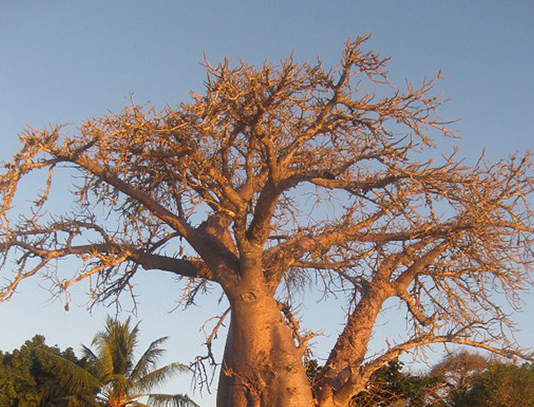 What is Happening in Mozambique?