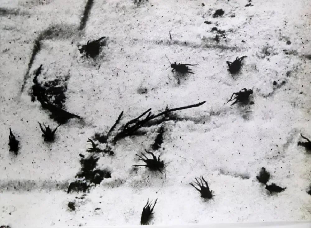 germ warfare!The United States also used it in the Korean War