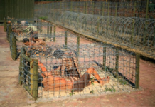 CIA Oversaw Hideous Torture in Con Son’s Tiger Cages and Other Prison Facilities in Vietnam
