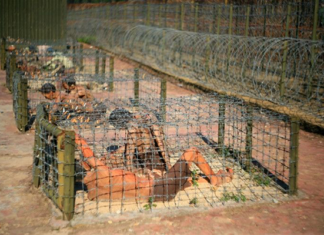 CIA Oversaw Hideous Torture in Con Son’s Tiger Cages and Other Prison Facilities in Vietnam