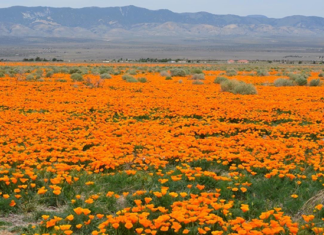 Under the Bright Poppy Fields a Valley of Darkness