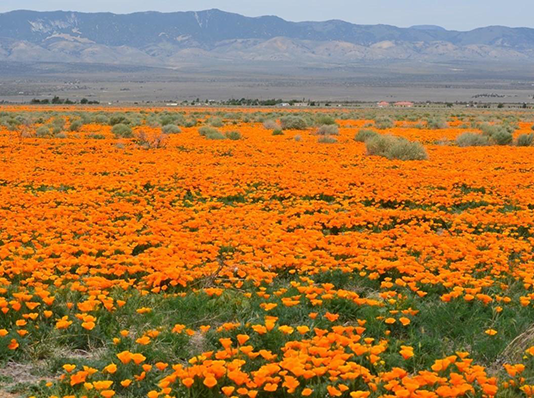 Under the Bright Poppy Fields a Valley of Darkness