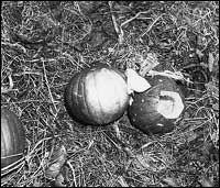 A close-up of two fruit
AI-generated content may be incorrect.