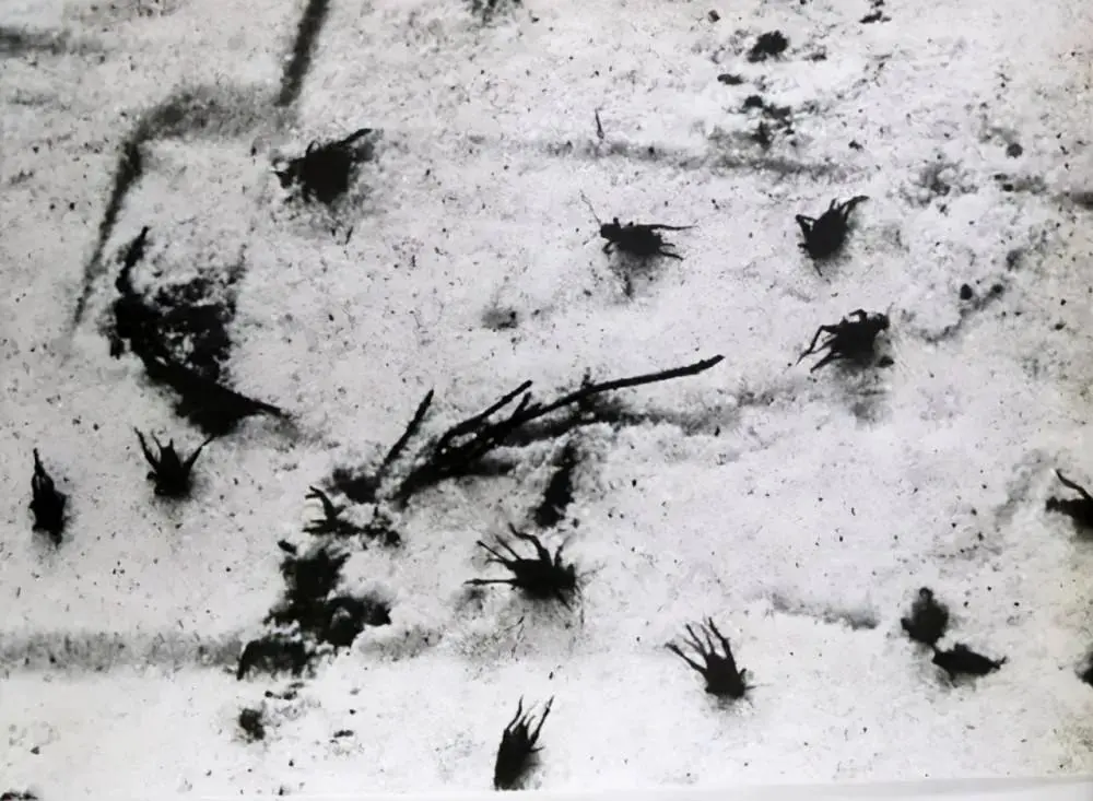 A group of black objects in the snow
AI-generated content may be incorrect.