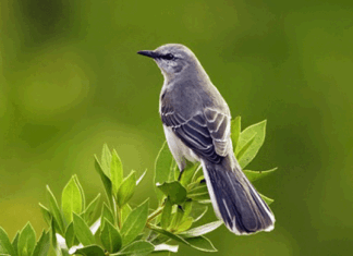 Mockingbirds Singing Far and Wide