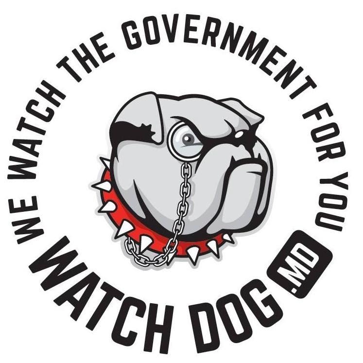 A grey dog with a chain around its neck
AI-generated content may be incorrect.
