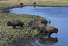 Blackfeet Nation Tries to Overcome Legacy of White Settler Genocide By Bringing Back the Buffalo