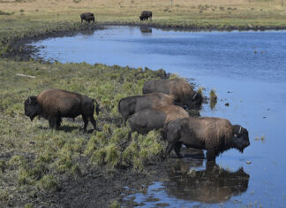 Blackfeet Nation Tries to Overcome Legacy of White Settler Genocide By Bringing Back the Buffalo