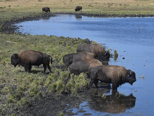 Blackfeet Nation Tries to Overcome Legacy of White Settler Genocide By Bringing Back the Buffalo