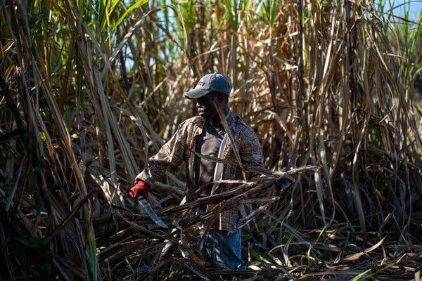 A worker wearing a hat, gloves and long sleeves cutting tall brown sugar cane with a large blade.